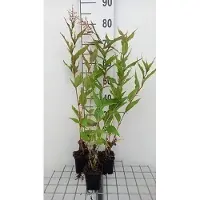 GRDplanten 6 x Persicaria polymorpha - Kerzenknöterich - Topf 9 x 9 cm