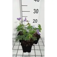 GRDplanten 6 x Geranium himal. 'Baby Blue' - Storchenschnabel - Topf 9 x 9 cm