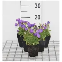 GRDplanten 6 x Campanula carp. 'Blaue Clips' - Bergminze - Topf 9 x 9 cm