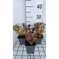 GRDplanten 6 x Nepeta subs. 'Sweet Dreams' - Katzenminze - Topf 9 x 9 cm