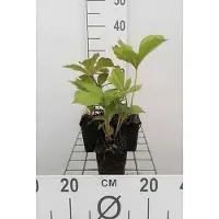 GRDplanten 6 x Rodgersia aesculifolia - Kastanienblättriges Schaublatt - Topf 9 x 9 cm