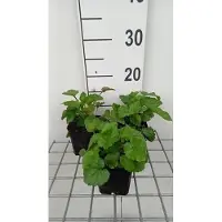 GRDplanten 6 x Campanula takesimana - Bergminze - Topf 9 x 9 cm