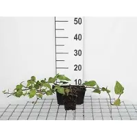 GRDplanten 12 x Hedera colchica - Kaukasischer Efeu - Topf 9 cm x 9 cm