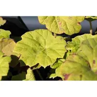 GRDplanten 6 x Astilboides tabularis (rodgersia tabularis) - Astilboides - Topf 9 x 9 cm