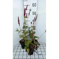 GRDplanten 6 x Persicaria ampl. 'Vesuvius' - Kerzenknöterich - Topf 9 x 9 cm