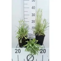 GRDplanten 6 x Leontopodium alpinum (edelweiss) - Alpen Edelweiß - Topf 9 x 9 cm