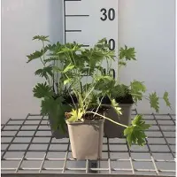 GRDplanten 6 x Delphinium (b) 'Casa Blanca' - Rittersporn - Topf 9 x 9 cm