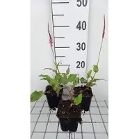 GRDplanten 6 x Persicaria ampl. 'Fascination' - Kerzenknöterich - Topf 9 x 9 cm