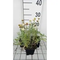 GRDplanten 6 x Santolina cham. 'Edward Bowles' - Heiligenkraut - Topf 9 x 9 cm