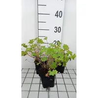 GRDplanten 6 x Geranium macr. 'Olympic Fire' ('sandy's smile') - Storchenschnabel- Topf 9 x 9 cm