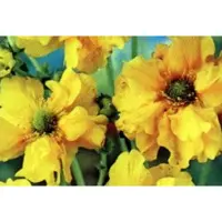 GRDplanten 6 x Geum chil. 'Lady Stratheden' ( 'goldball') - Nelkenwurz - Topf 9 x 9 cm