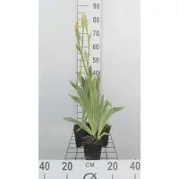 GRDplanten 6 x Iris (germ.) 'Ola Kala' - Schwertlilie - Topf 9 x 9 cm