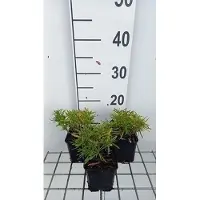 GRDplanten 6 x Iberis semp. 'Fischbeck' - Schleifenblume - Topf 9 x 9 cm