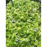 GRDplanten 6 x Hosta hybr. 'Fragrant Bouquet' - Hosta - Topf 9 x 9 cm