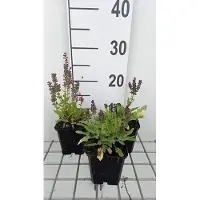 GRDplanten 6 x Salvia nem. 'Marcus' - Sternmoos - Topf 9 x 9 cm