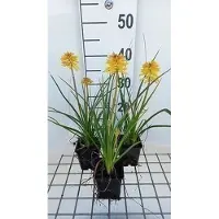 GRDplanten 6 x Kniphofia hybr. 'Banana Popsicle' - Fackellilie - Topf 9 x 9 cm