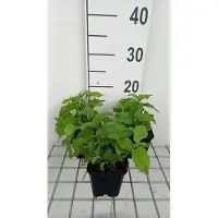 GRDplanten 6 x Eupatorium coelestinum - Wasserdost - Topf 9 x 9 cm