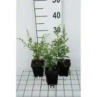 GRDplanten 6 x Solidago rugosa 'Fireworks' - Goldrute - Topf 9 x 9 cm