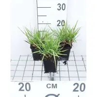 GRDplanten 6 x Eragrostis spectabilis - Liebesgras - Topf 9 x 9 cm