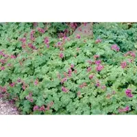 GRDplanten 6 x Geranium macr. 'Czakor' - Storchenschnabel - Topf 9 x 9 cm