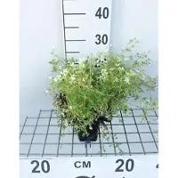 GRDplanten 6 x Saxifraga (a) 'Schneeteppich' - Moos Steinbrech - Topf 9 x 9 cm