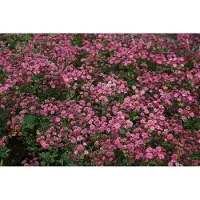 GRDplanten 6 x Astrantia major 'Venice' - Sterndolde - Topf 9 x 9 cm