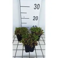 GRDplanten 6 x Sedum sexangulare - Fettblatt - Topf 9 x 9 cm