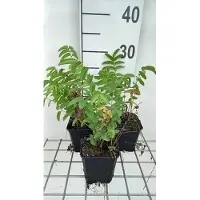 GRDplanten 6 x Sanguisorba off. 'Arnhem' - Pimpinelle - Topf 9 x 9 cm