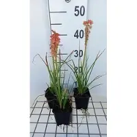 GRDplanten 6 x Kniphofia hybr. 'Redhot Popsicle' - Fackellilie - Topf 9 x 9 cm