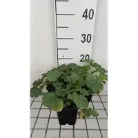GRDplanten 6 x Heuchera sang. 'Coral Petite' - Purpurglöckchen - Topf 9 x 9 cm