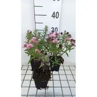 GRDplanten 6 x Aster n.-a. 'Harrington's Pink' - Herbstaster - Topf 9 x 9 cm