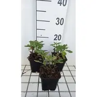 GRDplanten 6 x Salvia sylv. 'Balsalarv' ('blue marvel') - Sternmoos - Topf 9 x 9 cm