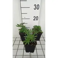 GRDplanten 6 x Lupinus hybr. 'The Governor' ( 'kastellan') - Lupine - Topf 9 x 9 cm