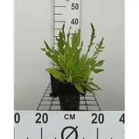 GRDplanten 6 x Knautia macedonica - Witwenblume - Topf 9 x 9 cm