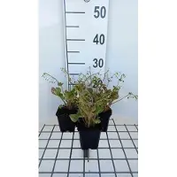 GRDplanten 6 x Montia sibirica ( claytonia sibirica) - Montia - Topf 9 x 9 cm