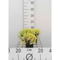GRDplanten 6 x Sedum acre 'Elegans' - Fettblatt - Topf 9 x 9 cm
