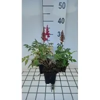 GRDplanten 6 x Astilbe (a) 'Etna' - Prachtspiere - Topf 9 x 9 cm