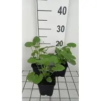 GRDplanten 6 x Sidalcea 'Partygirl' - Präriemalve - Topf 9 x 9 cm