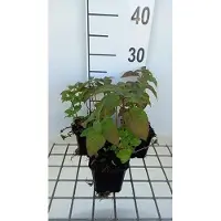 GRDplanten 6 x Monarda hybr. 'Croftway Pink' - Indianernessel - Topf 9 x 9 cm