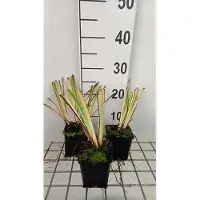 GRDplanten 6 x Iris sib. 'Caesar's Brother' - Schwertlilie - Topf 9 x 9 cm