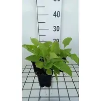 GRDplanten 6 x Inula magnifica - Alant - Topf 9 x 9 cm