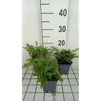 GRDplanten 6 x Woodsia obtusa - Stumpfer Felsschildfarn - Topf 9 x 9 cm