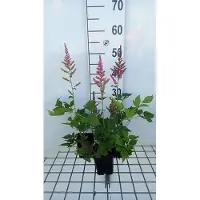 GRDplanten 6 x Astilbe hybr. 'Vision In Pink' - Prachtspiere - Topf 9 x 9 cm