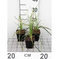 GRDplanten 6 x Kniphofia hybr. 'Mango Popsicle' - Fackellilie - Topf 9 x 9 cm