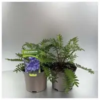 GRDplanten 6 x Polemonium caer. 'Bressingham Purple' - Jakobsleiter - Topf 9 x 9 cm