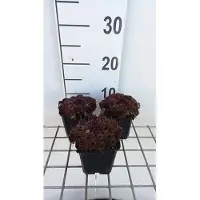 GRDplanten 6 x Sempervivum 'Dark Beauty' - Hauswurz - Topf 9 x 9 cm