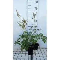 GRDplanten 6 x Astilbe (a) 'Diamant' - Prachtspiere - Topf 9 x 9 cm