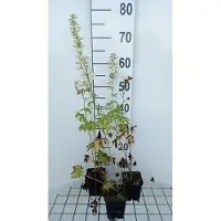 GRDplanten 6 x Delphinium 'M.f.' pure white - Rittersporn - Topf 9 x 9 cm