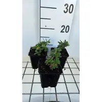 GRDplanten 6 x Helianthemum hybr. 'Elfenbeinglanz' - Sonnenröschen - Topf 9 x 9 cm