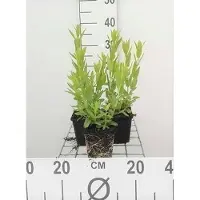 GRDplanten 6 x Lythrum sal. 'Robert' - Weiderich - Topf 9 x 9 cm